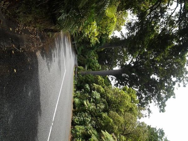 En de route wordt vervolgd op 19-12 door het Waipoua Forest