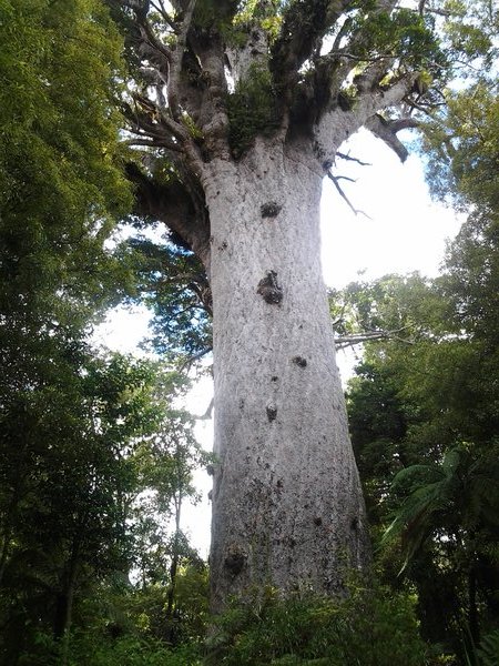 De hoogste Kauri van NZ, oftewel, 'the lord of the forest', 19-12