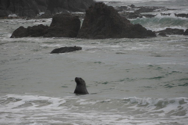 En we zagen een zeeleeuw in het water