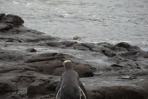De ene pinguin kijkt naar de andere die aan komt zwemme