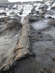 Fossilised wood.....dit is dus een boomstam-fossiel. Supercool!