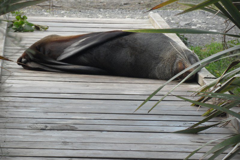 Tja, en dan loop je netjes over de boardwalk om de zeehonden rust te gunnen...gaan ze voor je voeten liggen slapen!