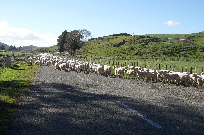 File! Honderden schapen werden van het ene grasveld na het andere gebracht en wij fietsen er achter