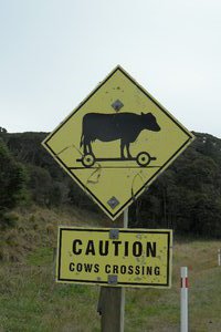 Jammer dat we ze niet hebben gezien die skateboardende koeien :-)