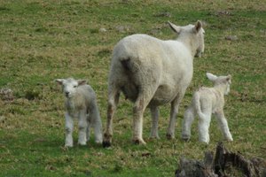 Naast kalfjes, ook lammetjes. En het is toch echt nog steeds winter