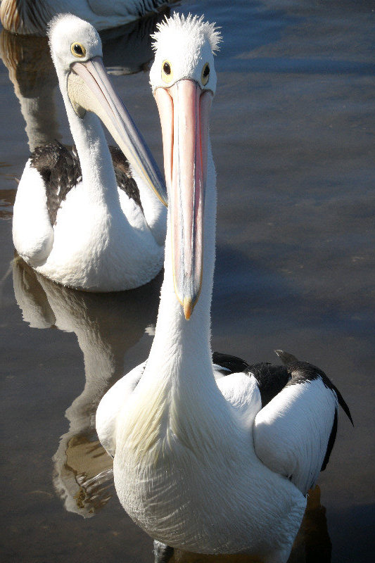 Ook pelikanen hebben weleens een bad hairday