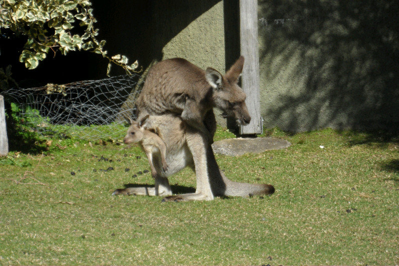 Veel kanga's hadden een Joey