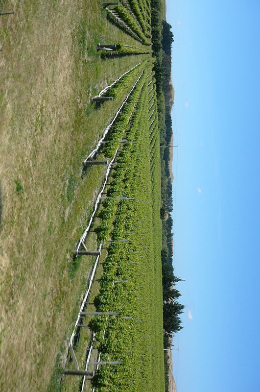 Malborough vineyards