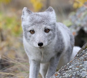 Arctic Fox2 YNP