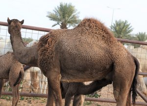 20230210 Buraidah Camel Market1