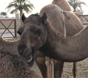 20230210 Buraidah Camel Market2