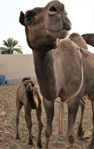 20230210 Buraidah Camel Market3
