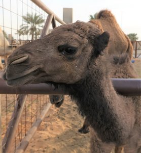 20230210 Buraidah Camel Market4