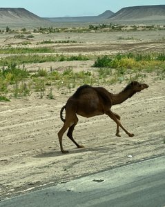 20230213 Camel Crossing2