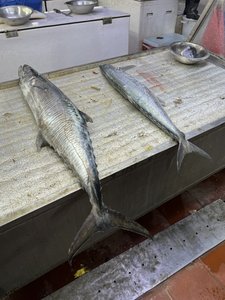20230218 Jeddah Fish Market16