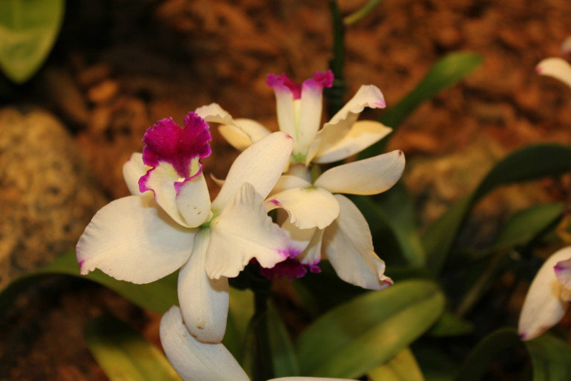 Orchid Garden 2
