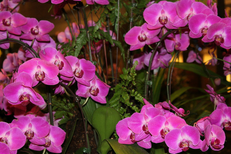 Orchid Garden 3