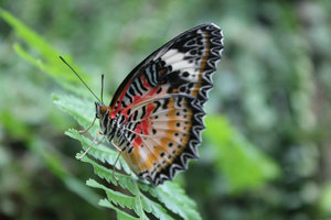 Butterfly Garden 1