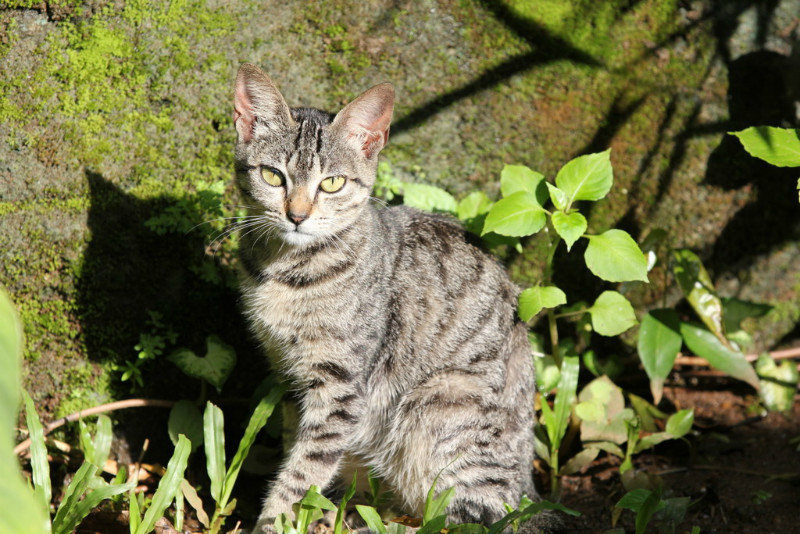 Resident Kitten