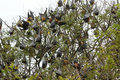 Fruit Bats Resting in Tree