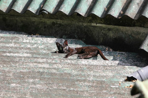The Kitten - lounging on the roof
