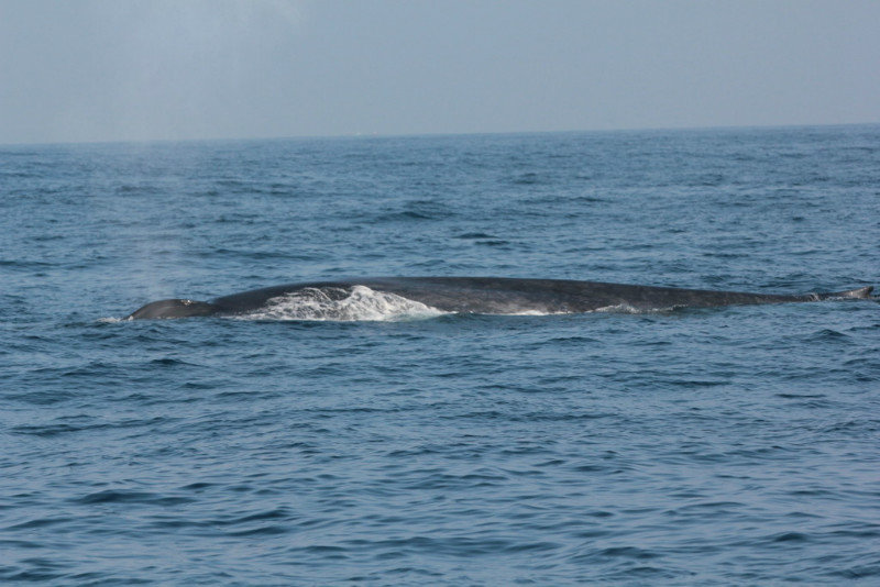 Whale Watching 5