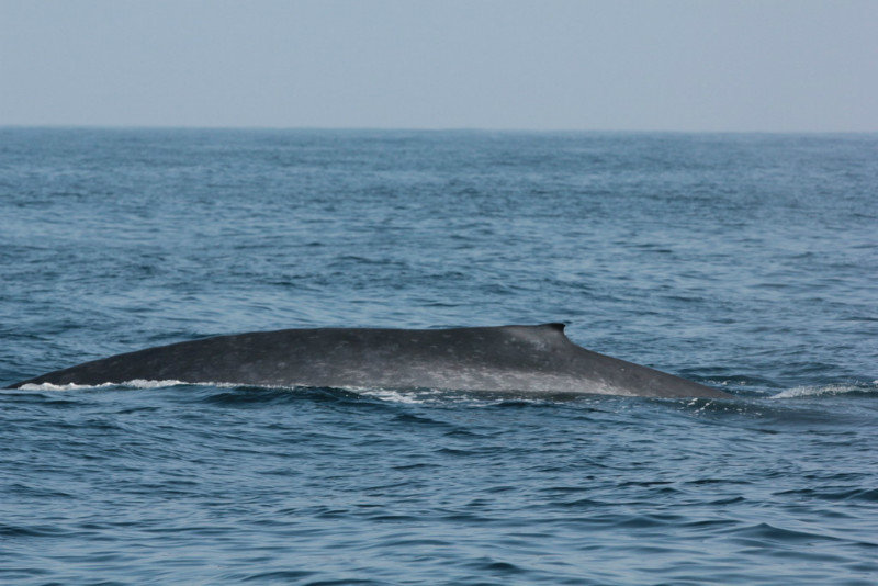 Whale Watching 31