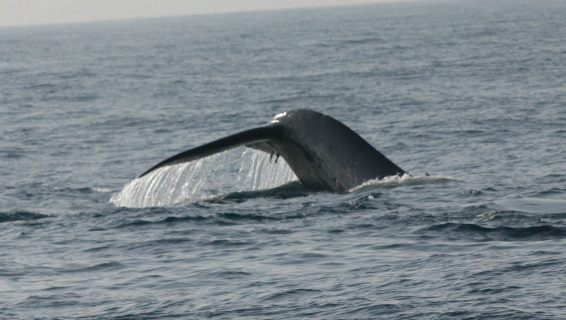 Whale Watching 32