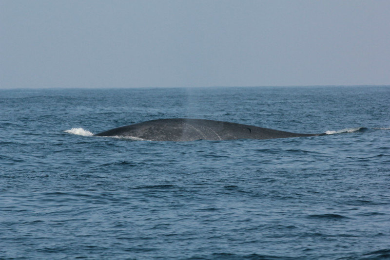 Whale Watching 34