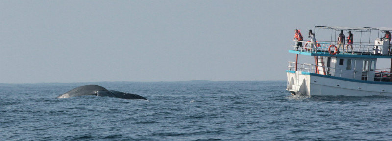 Whale Watching 36
