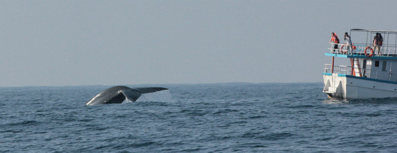 Whale Watching 37