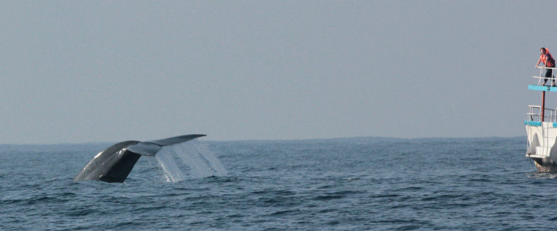 Whale Watching 38