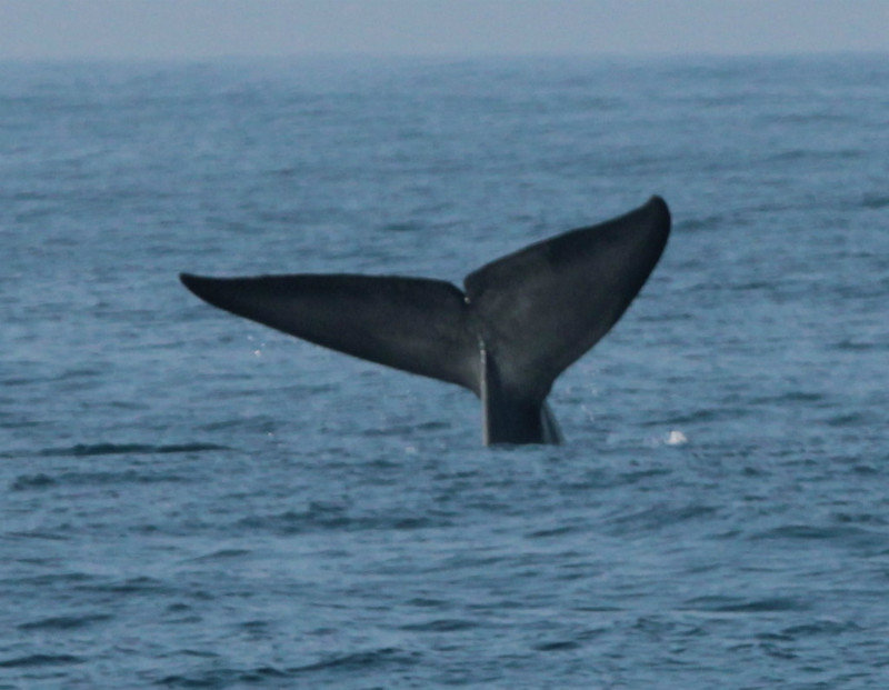 Whale Watching 40