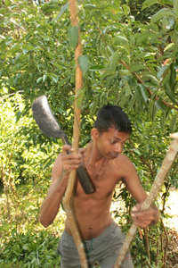 Cutting Cinnamon Branches