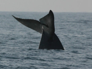 Whale Watching 2