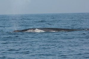 Whale Watching 5
