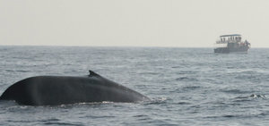 Whale Watching 11