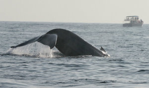 Whale Watching 14