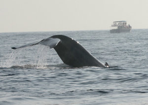 Whale Watching 15