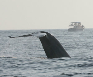 Whale Watching 16