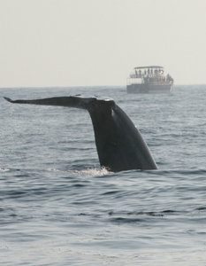 Whale Watching 17