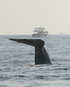 Whale Watching 18
