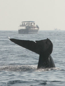 Whale Watching 19