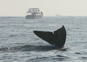 Whale Watching 20