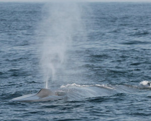 Whale Watching 23