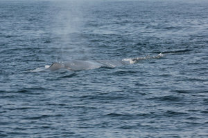 Whale Watching 24