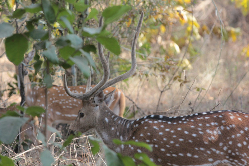 Spotted Deer in Bandhavgarh National Park