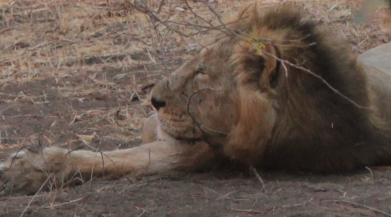 Male lion - safari 1