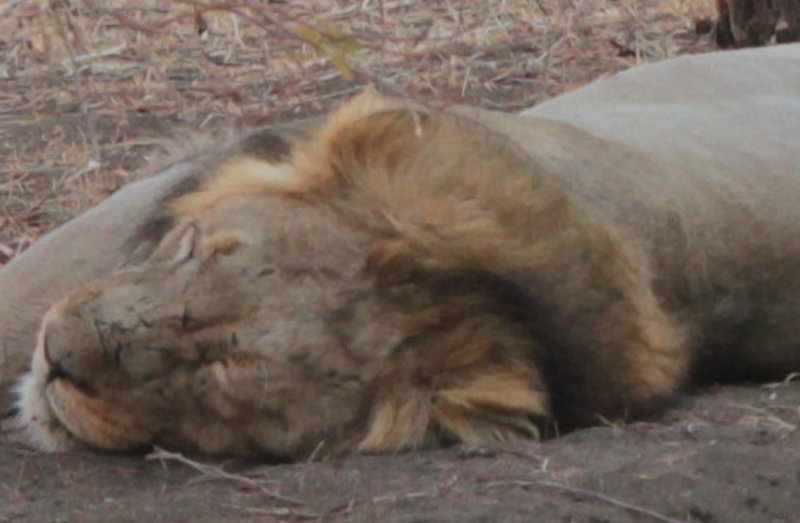 Male lion - safari 1 #2