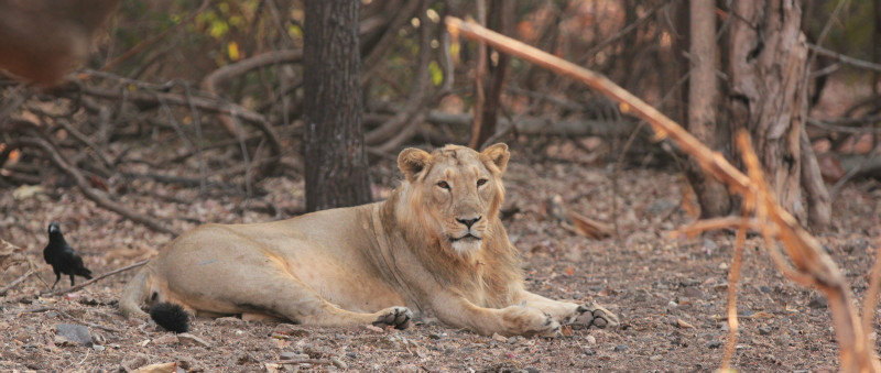 Male lion A - Safari 2 #1